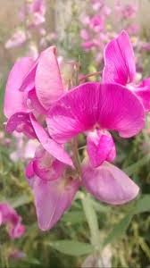 Attēlu rezultāti vaicājumam “Lathyrus tuberosus flower”
