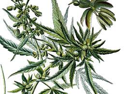 Attēlu rezultāti vaicājumam “Cannabaceae”