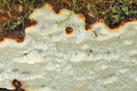 Attēlu rezultāti vaicājumam “Skeletocutis stellae”