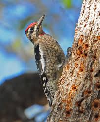 Image result for Sphyrapicus varius
