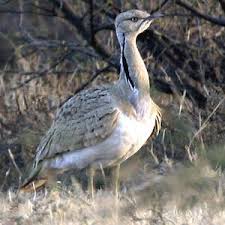 Image result for Chlamydotis macqueenii