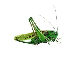 Attēlu rezultāti vaicājumam “Decticus verrucivorus”