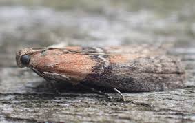 Attēlu rezultāti vaicājumam “Sciota adelphella”