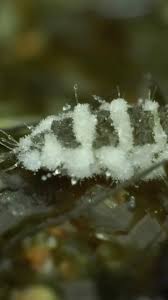 Attēlu rezultāti vaicājumam “Didymium clavus spores”