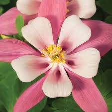 Image result for Aquilegia caerulea