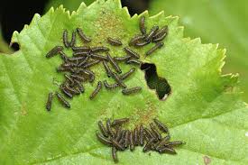 Attēlu rezultāti vaicājumam “Agelastica alni larva”