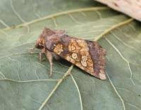 Attēlu rezultāti vaicājumam “Gortyna flavago”