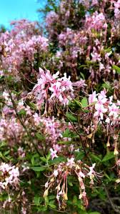 Attēlu rezultāti vaicājumam “Rhododendron periclymenoides flower”