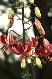 Image result for Lilium martagon `Manitoba Fox`