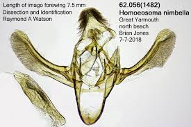 Attēlu rezultāti vaicājumam “Platyptilia gonodactyla imago”