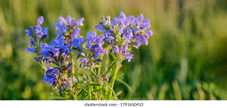 Attēlu rezultāti vaicājumam “Dracocephalum ruyschiana leaf”