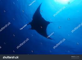 Image result for Mobula tarapacana