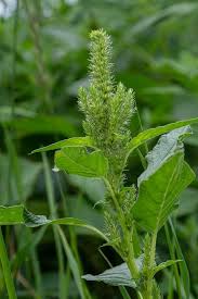 Attēlu rezultāti vaicājumam “Amaranthus retroflexus flower”