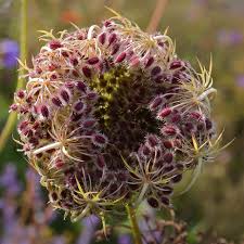Image result for Daucus carota