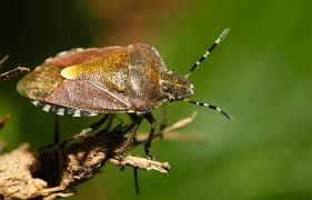 Attēlu rezultāti vaicājumam “Dolycoris baccarum”