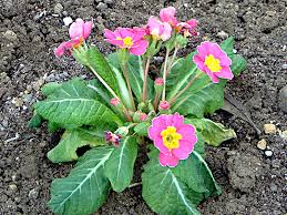 Attēlu rezultāti vaicājumam “Primula x polyantha”