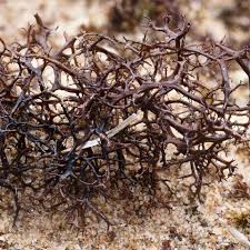 Attēlu rezultāti vaicājumam “Cetraria aculeata”