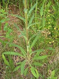 Attēlu rezultāti vaicājumam “Campanula cervicaria bud”
