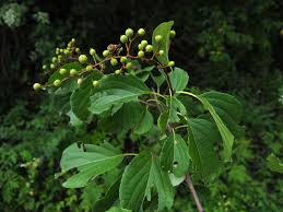 Attēlu rezultāti vaicājumam “Celastrus flagellaris”