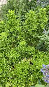 Attēlu rezultāti vaicājumam “Anthyllis maritima leaf”