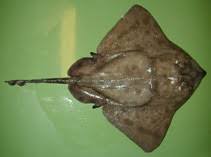 Image result for Amblyraja hyperborea