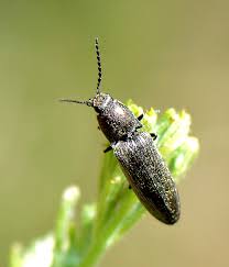 Attēlu rezultāti vaicājumam “Cidnopus aeruginosus”