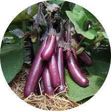 Afbeeldingsresultaat voor slim jim eggplant
