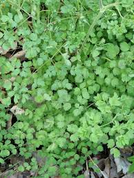 Attēlu rezultāti vaicājumam “Thalictrum minus leaf”