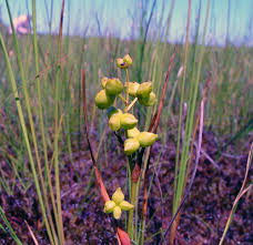 Attēlu rezultāti vaicājumam “Scheuchzeria palustris flower”