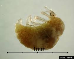 Attēlu rezultāti vaicājumam “Coniopterygidae”