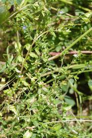 Attēlu rezultāti vaicājumam “Veronica arvensis leaf”