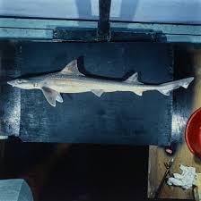 Image result for Mustelus palumbes