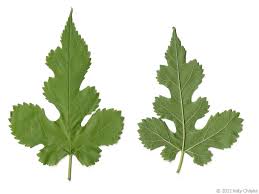 Attēlu rezultāti vaicājumam “Morus alba leaf”