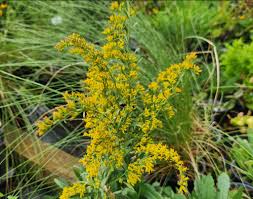 Attēlu rezultāti vaicājumam “Lithomoia solidaginis”