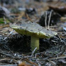Attēlu rezultāti vaicājumam “Tricholoma flavovirens”