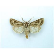 Attēlu rezultāti vaicājumam “Agrotis vestigialis”