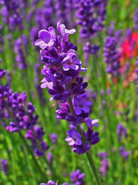 Attēlu rezultāti vaicājumam “Lavandula angustifolia flower”