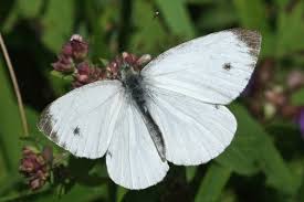 Attēlu rezultāti vaicājumam “Pieris napi underside”