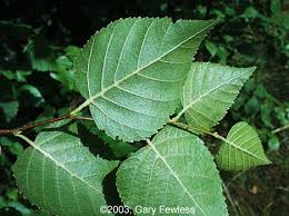 Attēlu rezultāti vaicājumam “Betula papyrifera leaf”
