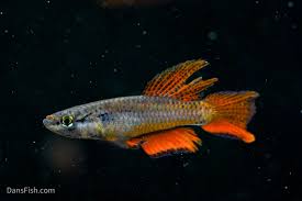 Image result for Aphyosemion