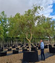 Attēlu rezultāti vaicājumam “Salix x sepulcralis”