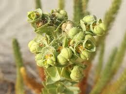 Attēlu rezultāti vaicājumam “Hydrocotyle vulgaris bud”