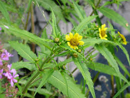 Attēlu rezultāti vaicājumam “Bidens cernua”