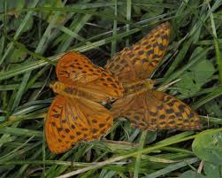 Attēlu rezultāti vaicājumam “Argynnis paphia larva”