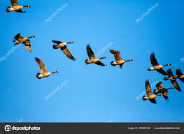 Attēlu rezultāti vaicājumam “Branta canadensis adult”