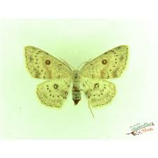 Attēlu rezultāti vaicājumam “Pelosia muscerda”