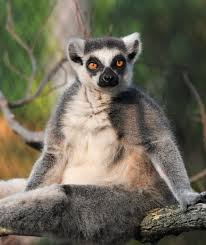 lemur ile ilgili görsel sonucu