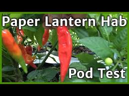 Afbeeldingsresultaat voor paper lantern hot pepper