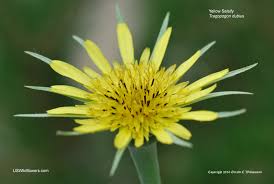 Attēlu rezultāti vaicājumam “Didymium xanthopus stalked”