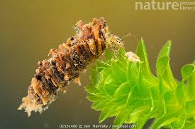 Attēlu rezultāti vaicājumam “Trichoptera”